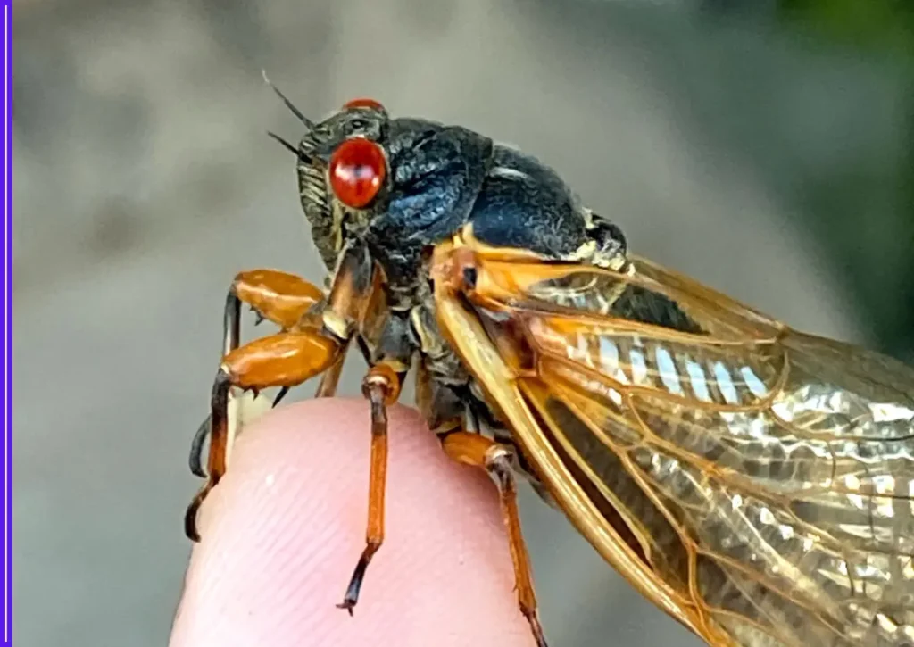 Billions of 17-Year Cicadas from Brood XIV Set to Emerge This May 1 Billions of 17-Year Cicadas from Brood XIV Set to Emerge This May