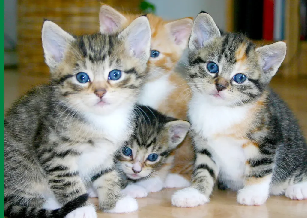 Your Cat Knows You by Smell: Science Just Proved It