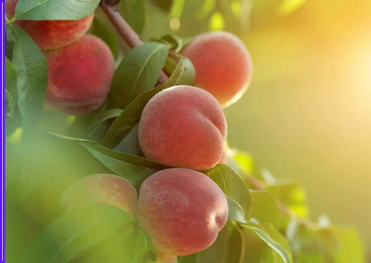 Are Peaches the Next Super fruit? 10 Unexpected Reasons You Should Start Eating Them Today-thumnail