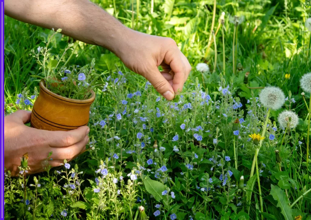 Bacopa Monnieri (Brahmi): The Ayurvedic Brain Tonic